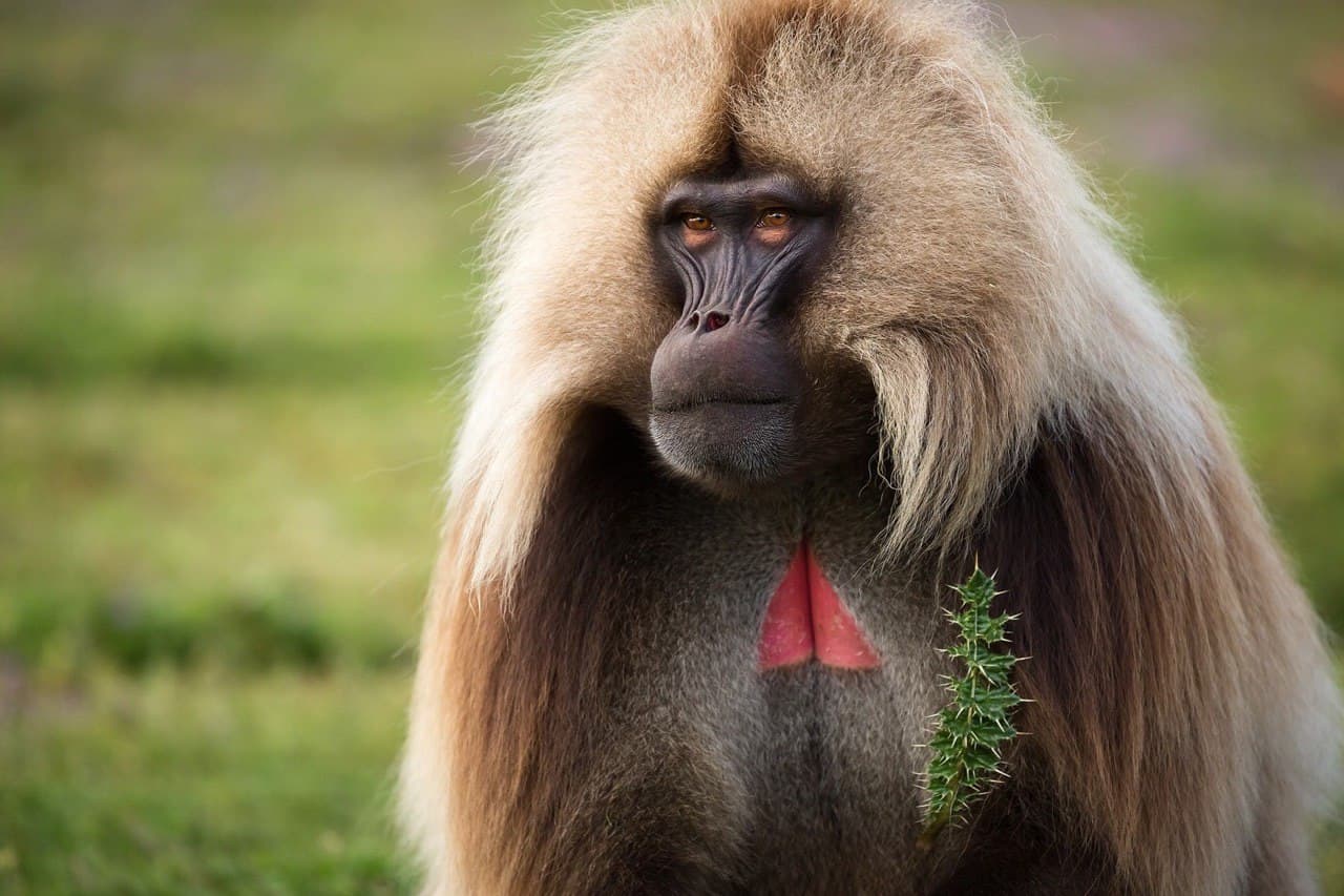 Gillada Baboons