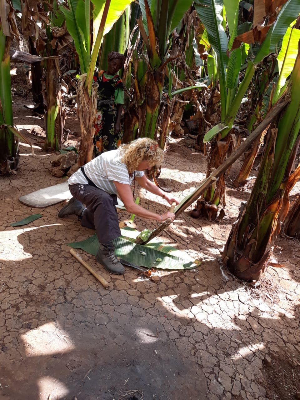 harvesting kocho from enset tree